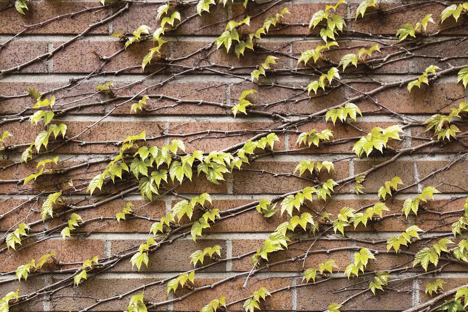 Red brick wall on the exterior of New College, covered in vines and leaves.